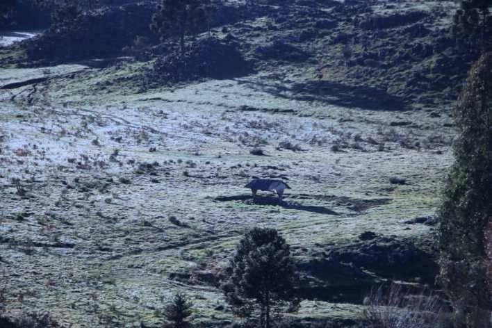 Em 2019, já são 71 registros de geadas na Serra Catarinense — foto 2