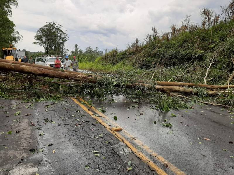 Queda de árvore bloqueou a SC-108 entre Urussanga e Orleans — foto 1
