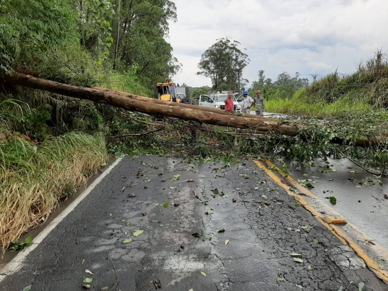 Queda de árvore bloqueou a SC-108 entre Urussanga e Orleans — foto 2