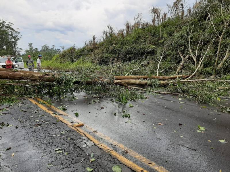 Queda de árvore bloqueou a SC-108 entre Urussanga e Orleans — foto 3