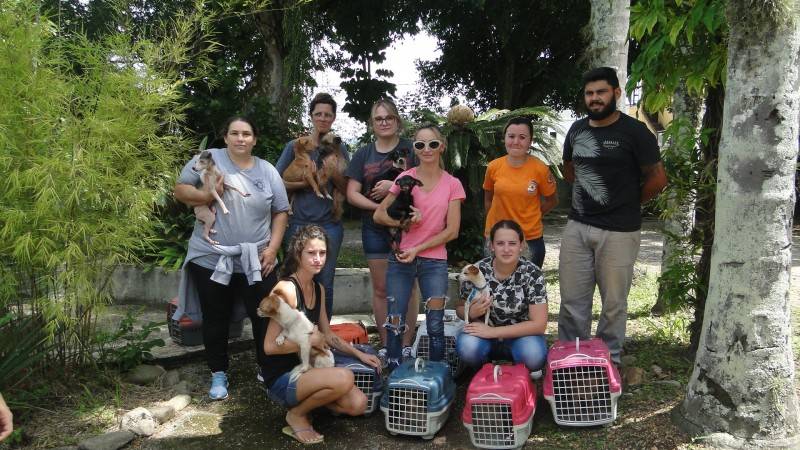 Mais de 40 animais com indícios de maus-tratos são resgatados em Criciúma — foto 1