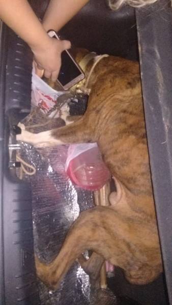 Mais de 40 animais com indícios de maus-tratos são resgatados em Criciúma — foto 7