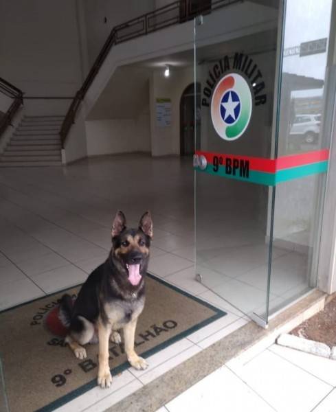 Pelotão de policiamento com cães fecha o ano de 2019 com números positivos — foto 1