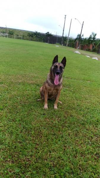 Pelotão de policiamento com cães fecha o ano de 2019 com números positivos — foto 6