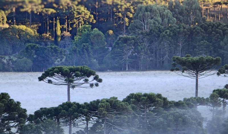 Amanhecer na Serra catarinense foi com geada neste domingo — foto 2
