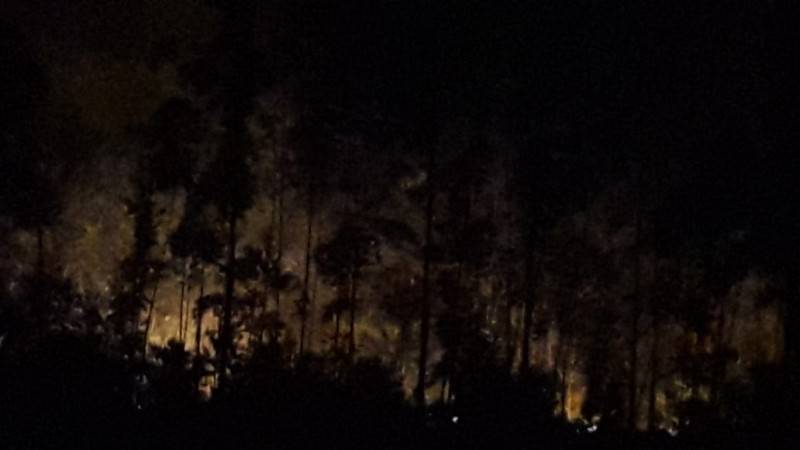 Bombeiros trabalham por mais de sete horas para combater incêndio em área de reflorestamento — foto 2