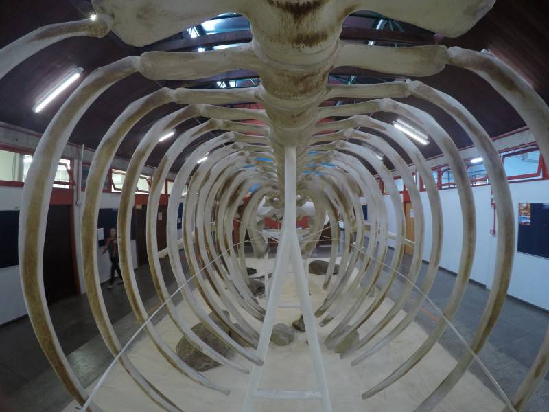 Museu de Zoologia da Unesc prepara experiência virtual e gratuita para a comunidade — foto 1