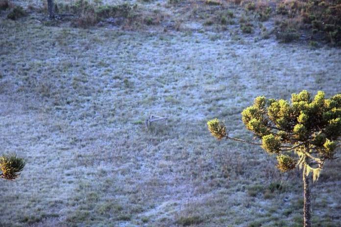 Na Serra, teve geada e temperatura negativa durante o amanhecer — foto 1