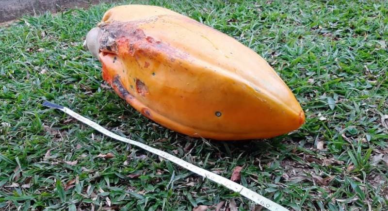 Morador de Siderópolis colhe mamão gigante no quintal de casa — foto 1