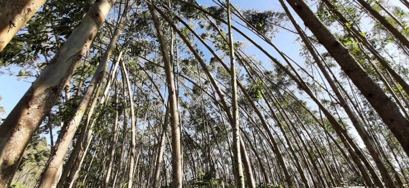 O prejuízo do agronegócio em Siderópolis, após a passagem do ciclone extratropical — foto 2