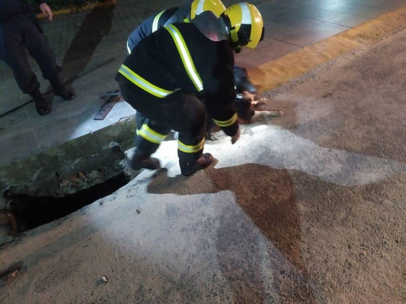 Bombeiros resgatam cachorro que caiu em bueiro — foto 1