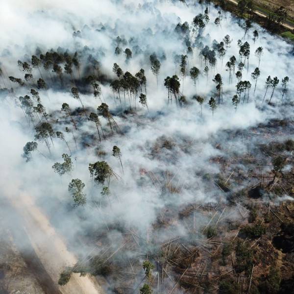 Bombeiros tentam controlar incêndio de grande proporção em plantação de eucaliptos — foto 2