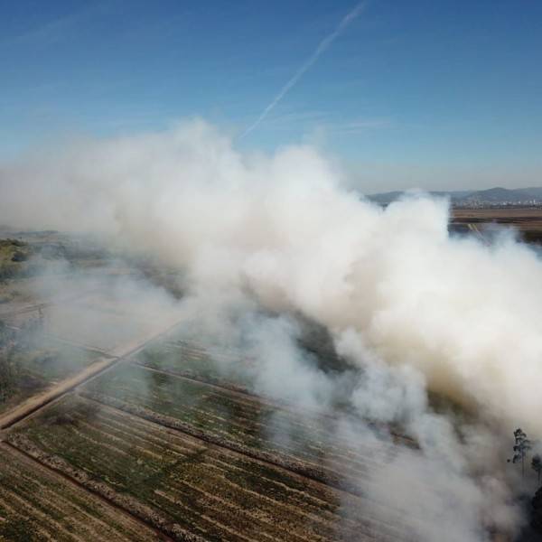 Bombeiros tentam controlar incêndio de grande proporção em plantação de eucaliptos — foto 3