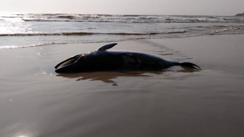Baleia-minke é encontrada morta na Praia do Sol, em Laguna — foto 1