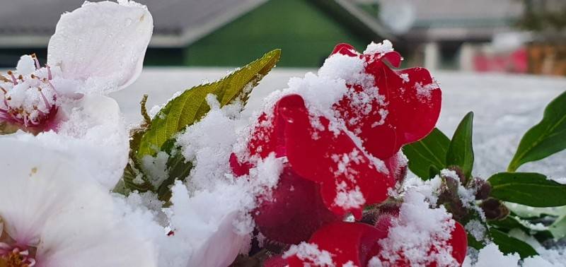 Geada e temperaturas negativas marcam início da primavera na Serra catarinense — foto 2