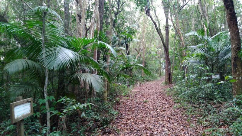 Fragmentos florestais de mata nativa integram espaços de educação ambiental da Satc — foto 1