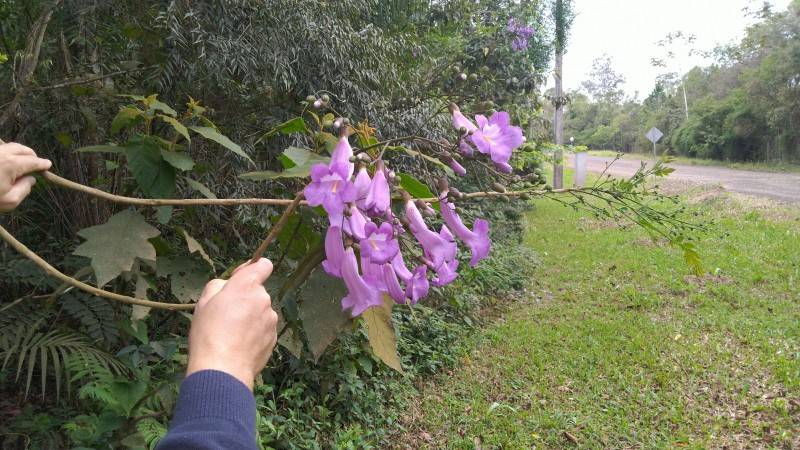 Fragmentos florestais de mata nativa integram espaços de educação ambiental da Satc — foto 2