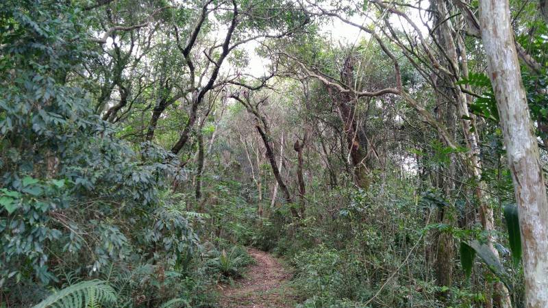 Fragmentos florestais de mata nativa integram espaços de educação ambiental da Satc — foto 3