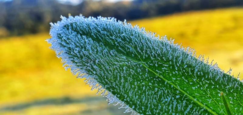 Amanhecer foi com geada e temperatura negativa na Serra — foto 20