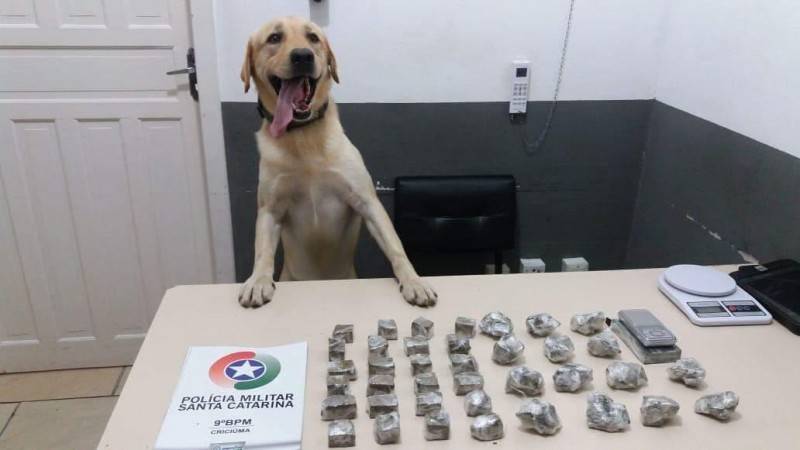 Cresce 336% a quantidade de drogas apreendidas na 6ª RPM — foto 2