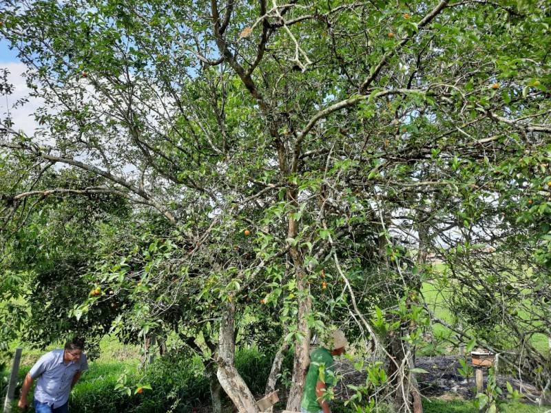 Comitê da Bacia Hidrográfica do Rio Tubarão doa mudas para recomposição de córrego — foto 3