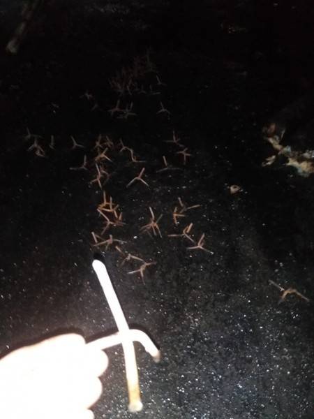 Criminosos espalharam 'miguelitos' na pista e obstruíram a BR-101 com caminhão em chamas — foto 1