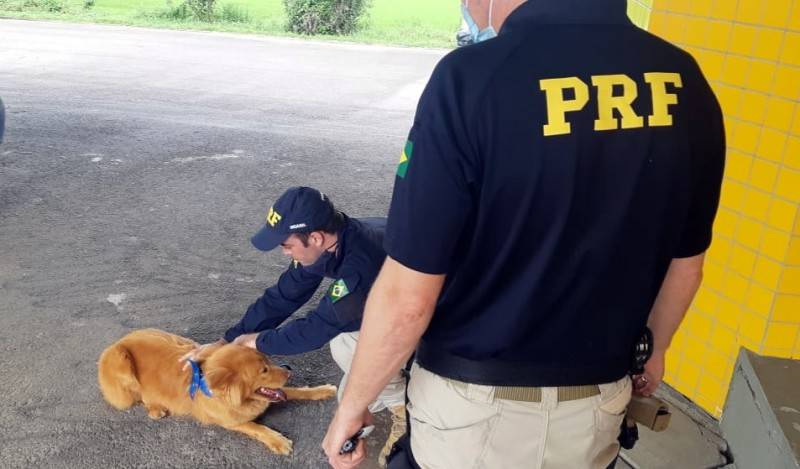 PRF procura donos de cadela abandonada em Tubarão — foto 2