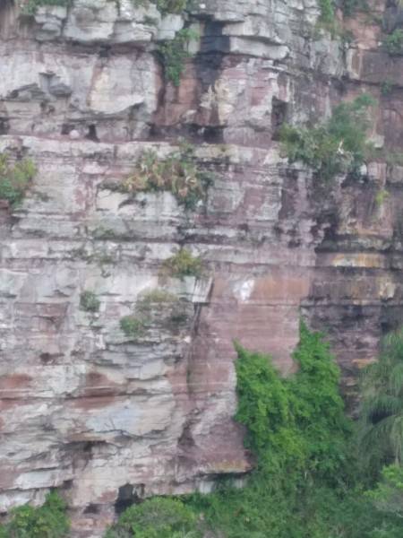 Corpo de Bombeiros resgata cão no paredão do Morro dos Conventos — foto 1