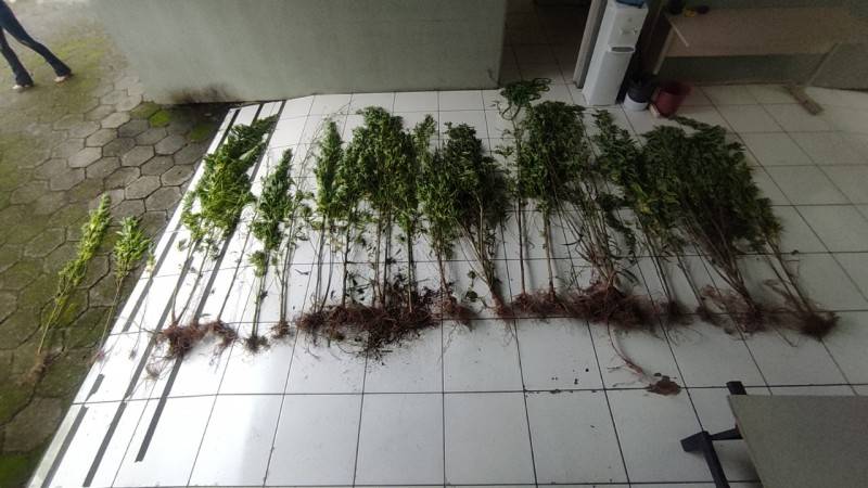 Polícia Civil encontra plantação de maconha em Timbé do Sul — foto 1