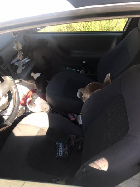 PMRv flagra três bezerros sendo transportados dentro de carro — foto 1