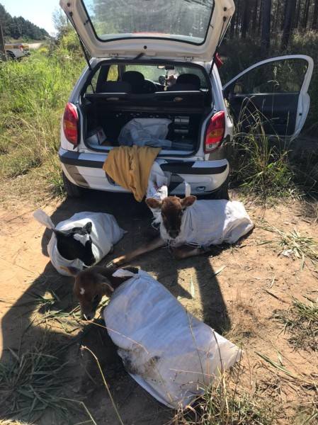 PMRv flagra três bezerros sendo transportados dentro de carro — foto 2
