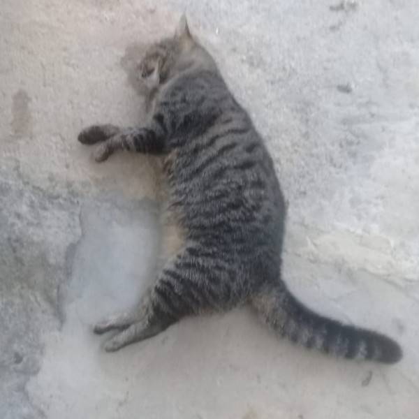 Cocal do Sul: casos de envenenamentos de animais preocupam moradores; prática é considerada crime — foto 1