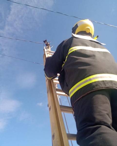 Bombeiros resgatam gato no topo de poste, em Jaguaruna — foto 1