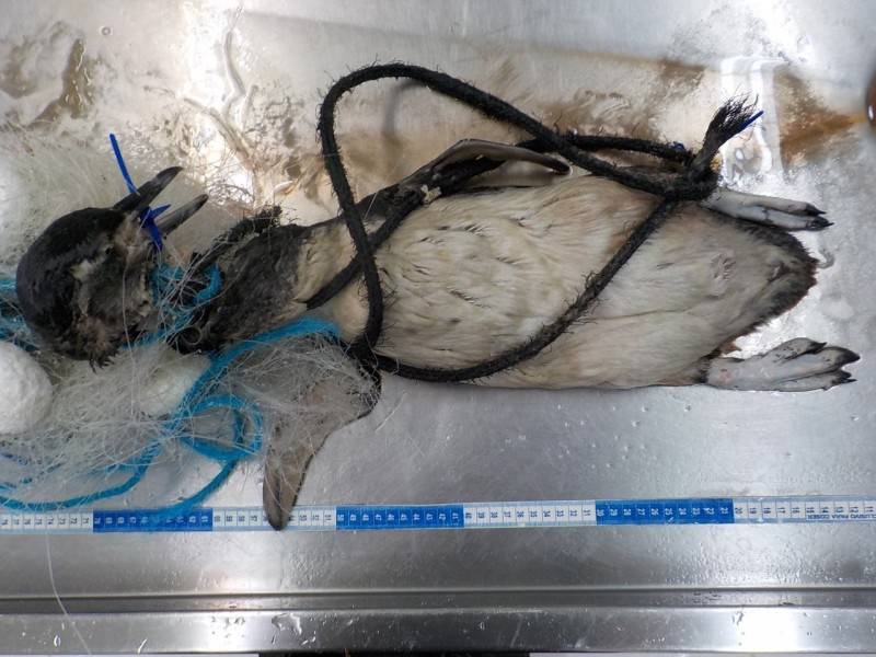 Pinguins são encontrados mortos presos em rede de pesca — foto 1