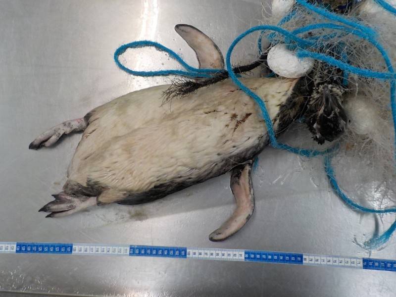 Pinguins são encontrados mortos presos em rede de pesca — foto 2