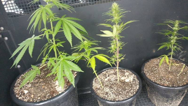 PM apreende mais de um quilo de maconha e três pés da droga em Criciúma — foto 2
