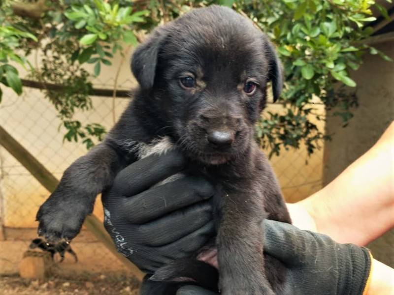 Sábado tem feira de adoção de animais no Criciúma Shopping — foto 1