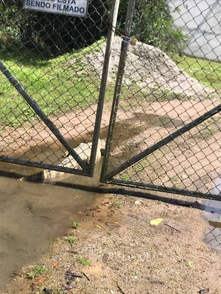 Jacaré é encontrado amarrado e com lesão na boca — foto 1