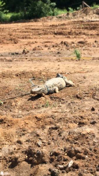 Jacaré é encontrado amarrado e com lesão na boca — foto 2