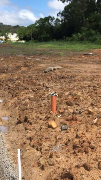 Jacaré é encontrado amarrado e com lesão na boca — foto 3