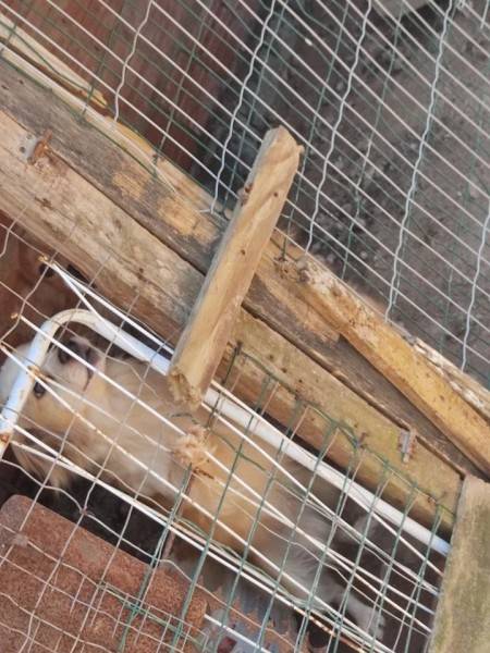 PM e Fundai resgatam animais em situação de maus-tratos em Içara — foto 2