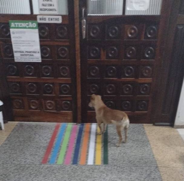 Cachorro acompanha dona em ambulância e aguarda mais de uma hora na porta de hospital — foto 1