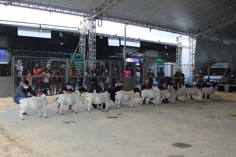 1ª Exposição Sul Catarinense do Dorper e White Dorper é marcada pela união dos criadores — foto 1
