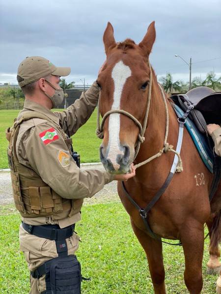 Dez cavalos atuam no policiamento ostensivo montado e em projetos de equoterapia na região do 9º BPM — foto 2