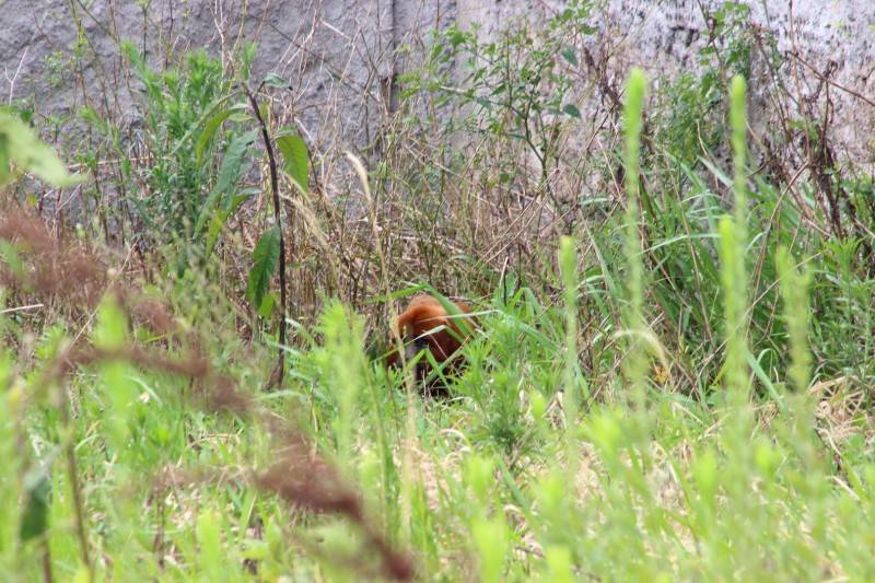 Macaco bugio aparece na avenida Gabriel Zanette em Criciúma — foto 1