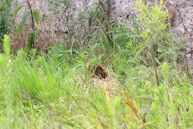 Macaco bugio aparece na avenida Gabriel Zanette em Criciúma — foto 2