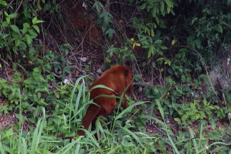 Macaco bugio aparece na avenida Gabriel Zanette em Criciúma — foto 14