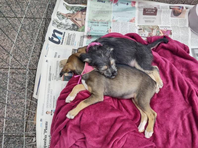 Feira de Adoção Animal será realizada neste sábado em Urussanga — foto 1
