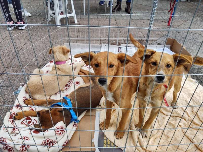 Feira de Adoção Animal será realizada neste sábado em Urussanga — foto 2