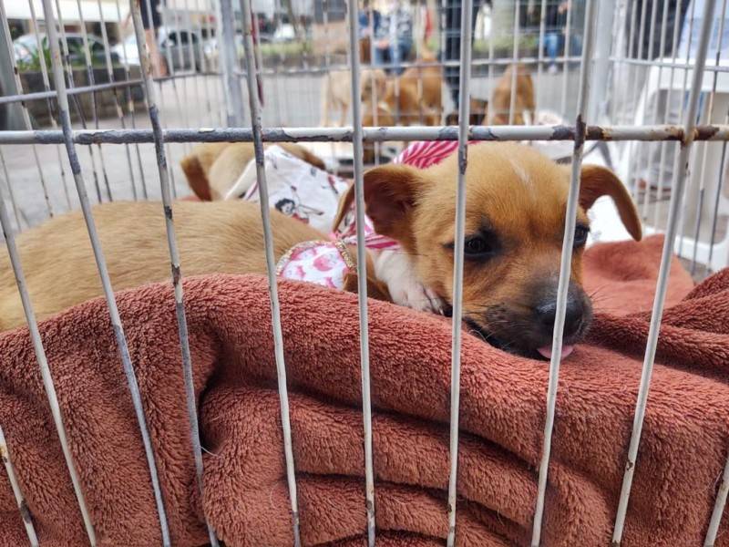Feira de Adoção Animal será realizada neste sábado em Urussanga — foto 5